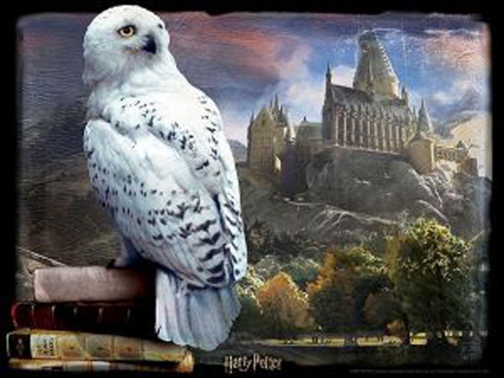 Harry Potter Hedwig palapeli, 500 palaa